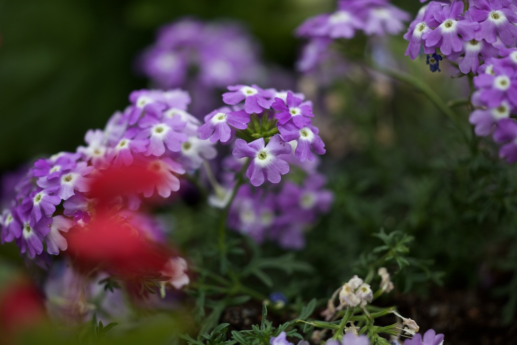 Odling i Gårdsten, blommor